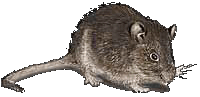 ThePaCKRATS.US